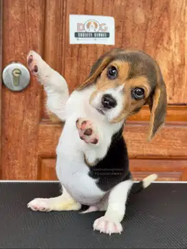 Beagle Betina Lucu dan Aktif