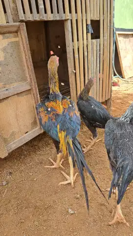 12 Ayam bangkok ekor lidi