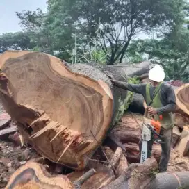 Jasa tebang & pangkas pohon murah