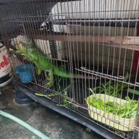 Iguana hijau murah