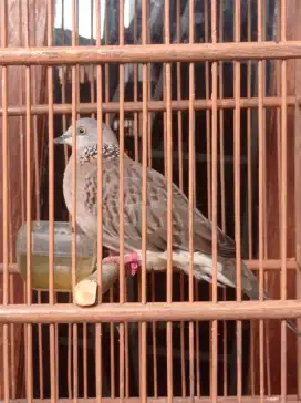 Burung tekukur  betina