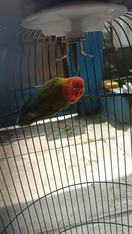 Burung LoveBird biola jantan