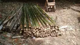 Jual bambu murah siap kirim