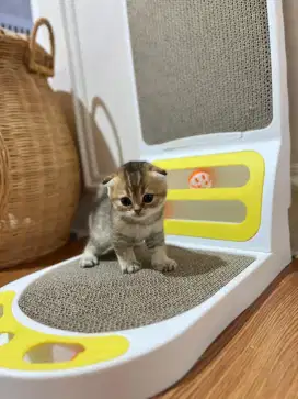 scottish fold betina golden anak import