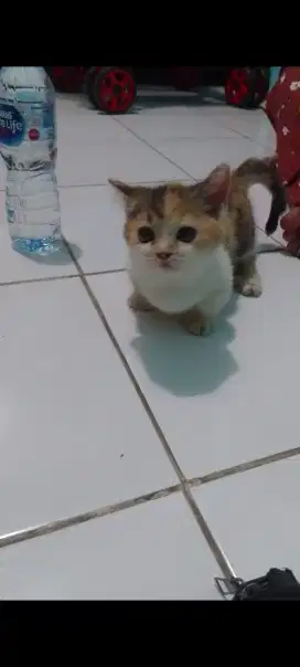 Kucing Munchkin Calico/cebol shorthair/kaki pendek