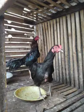 Ayam Bangkok sepasang