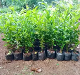 Pohon tetehan untuk pagar rumah