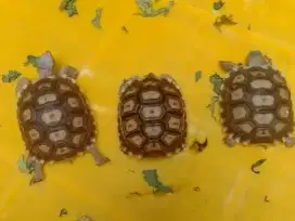 BISA T/T : 5 Kura : 4 Sulcata + 1 Elongata