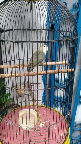 Lovebird BALIBU NON KLEP