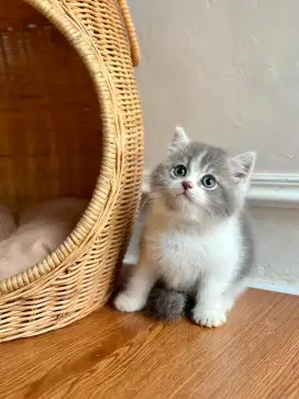 british shorthair jantan kitten