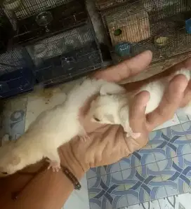 Sepasang sugar glider leucytic joey