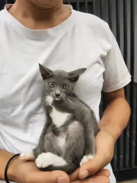 Kitten Abu shorthair