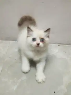 KUCING KITTEN RAGDOLL