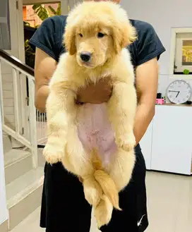 Golden retriever