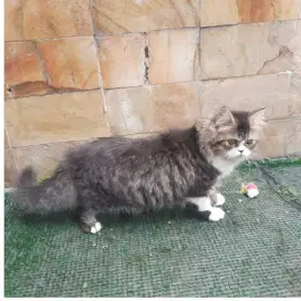 Kucing persia mix, jantan