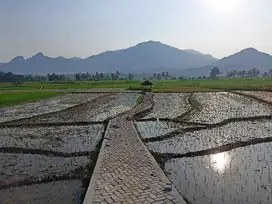 Dijual Cepat BU Tanah Sawah Di Bogor