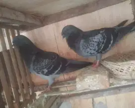 Burung merpati Jawa sungut dgn 1 anak.