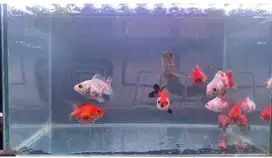 koki baby oranda.