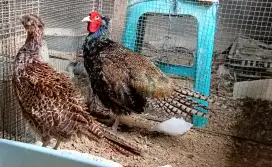 Sepasang Ayam Ringneck pheasant dewasa, murah Krn ada perlu, harga NET