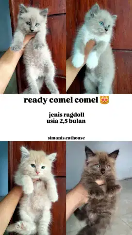 kucing ragdoll lucu