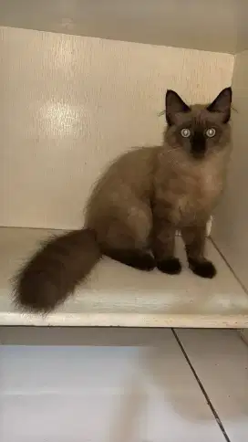 kucing persia ragdoll mix coklat bu langka