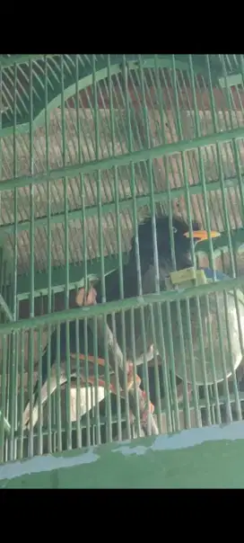 Burung jalbo gacor..mulus fulset