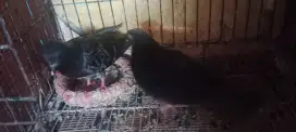 Burung dara sepasang