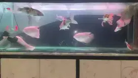 Dijual Aquarium / Akuarium Ikan Bisa Nego