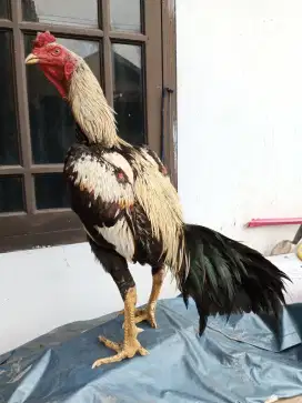 Jual santai ayam super