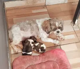 Anak anjing shihtzu