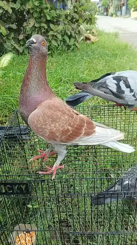 Burung merpati sepasang giring