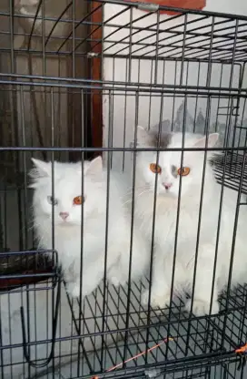 Kucing Persia anggora lucu limiet