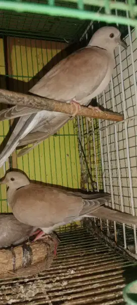 Burung puter sepasang