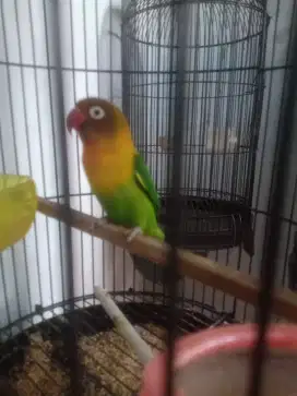 Burung Lovebird josan