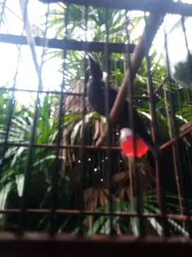 Burung cucak biru trotol jantan