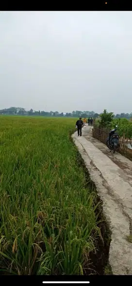 DIJUAL TANAH LAHAN SAWAH Produktif di Bojongsoang Buahbatu, Bandung