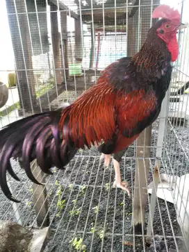 Ayam Bekisar Merah