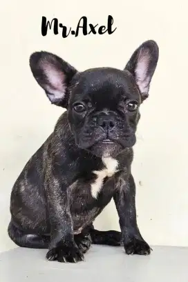 French bulldog jantan non stambum murah