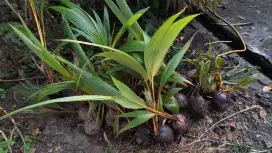 DIJUAL Bibit Kelapa Gading Hibrida Warna Oranye. Harga NEGO..