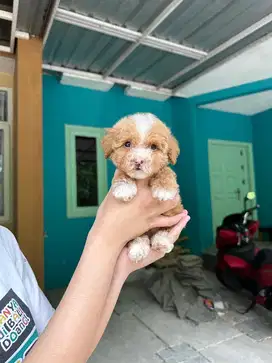 Teacup maltipoo/maltipo/maltese poodle betina sdh vaksin