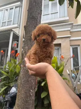 Toy Poodle Male Super Glamour Teddy Bear