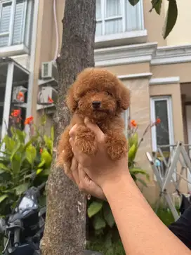 Toy Poodle Jantan Super Teddy Bear Face