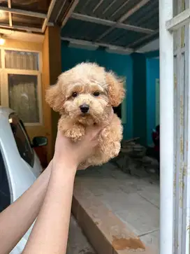 Tiny maltipoo jantan sdh vaksin