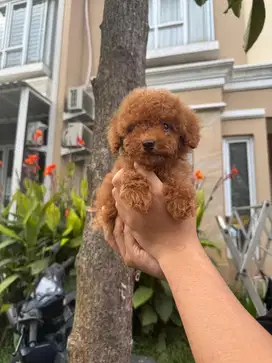 Toy Poodle Male Super Glamour and Teddy Bear