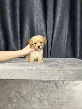 Tiny maltipoo /maltipo/maltese poodle betina sdh vaksin