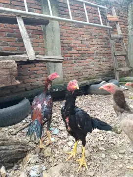 Ayam bk remaja 5 bln up