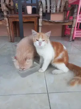 Kucing free seikhlasnya