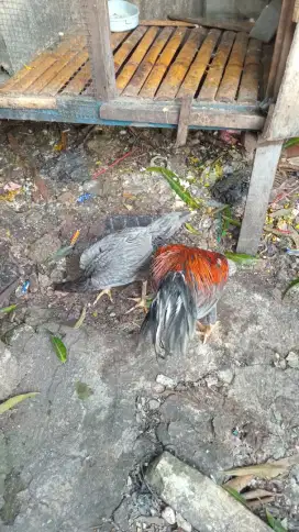 Jual Ayam bangkok dan Biang kampung