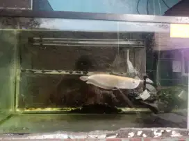 Ikan Arwana silver albino size 22cm + Aquarium 60cm