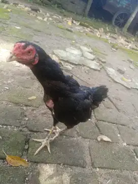 Ayam Betina Bangkok Klasik